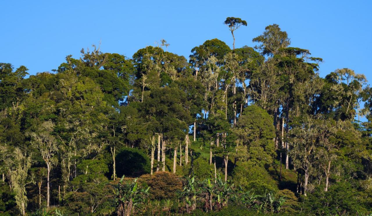 Arte De Plumas Birding Lodge Cartago Exterior foto