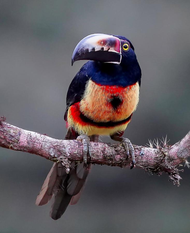 Arte De Plumas Birding Lodge Cartago Exterior foto