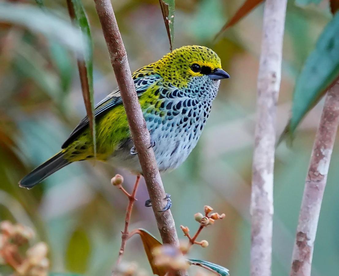 Arte De Plumas Birding Lodge Cartago Exterior foto