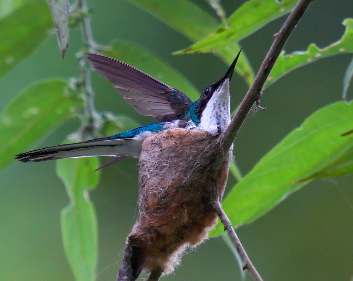 Arte De Plumas Birding Lodge Cartago Exterior foto