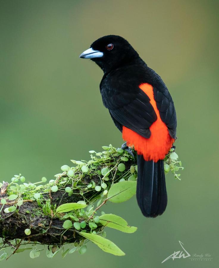 Arte De Plumas Birding Lodge Cartago Exterior foto