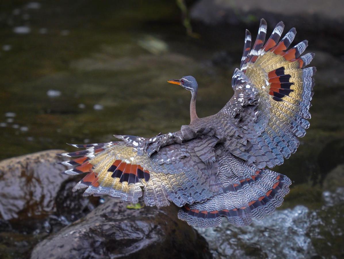 Arte De Plumas Birding Lodge Cartago Exterior foto