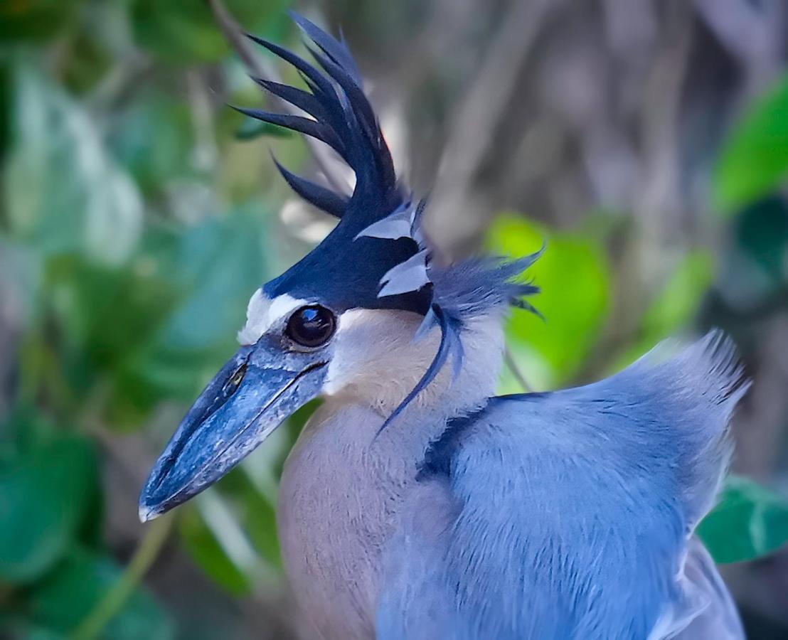Arte De Plumas Birding Lodge Cartago Exterior foto