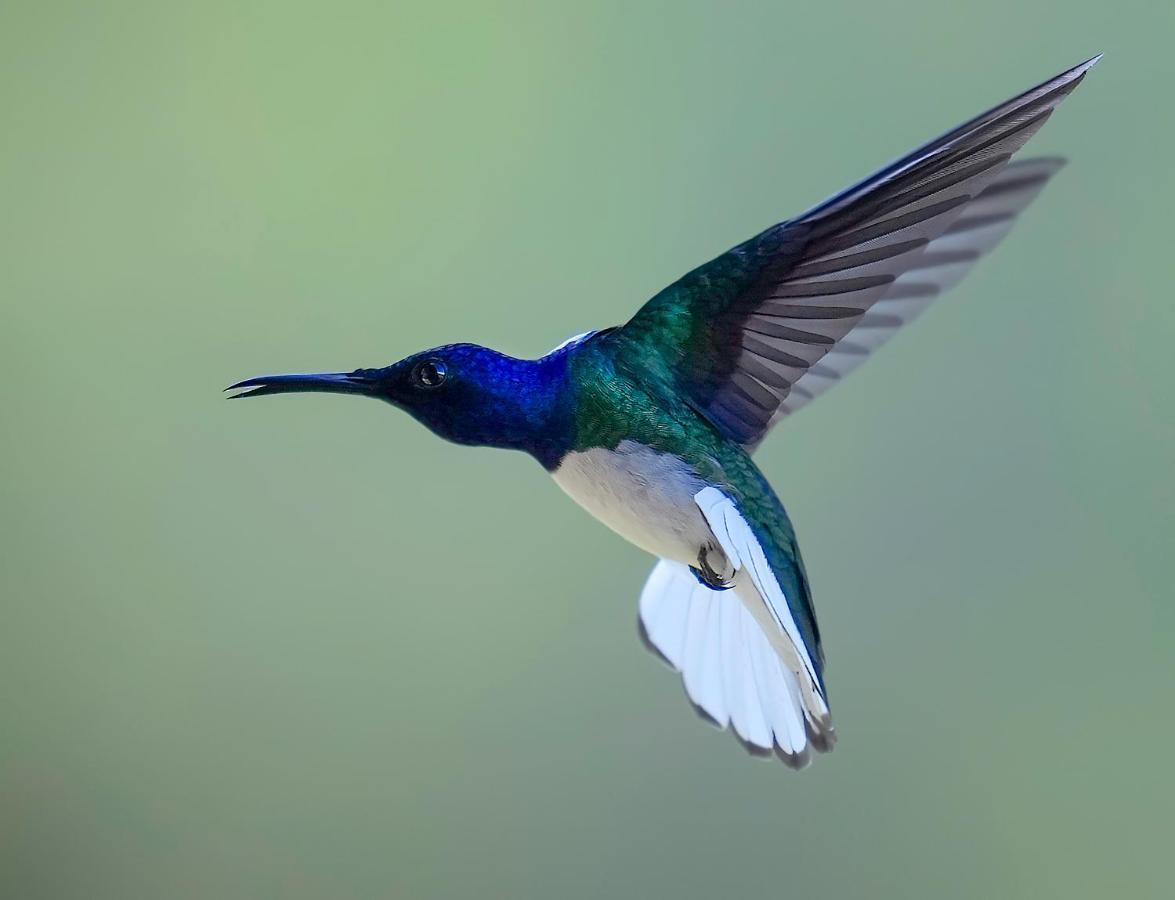 Arte De Plumas Birding Lodge Cartago Exterior foto