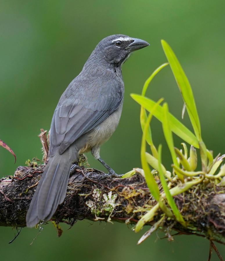Arte De Plumas Birding Lodge Cartago Exterior foto