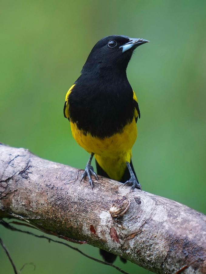 Arte De Plumas Birding Lodge Cartago Exterior foto
